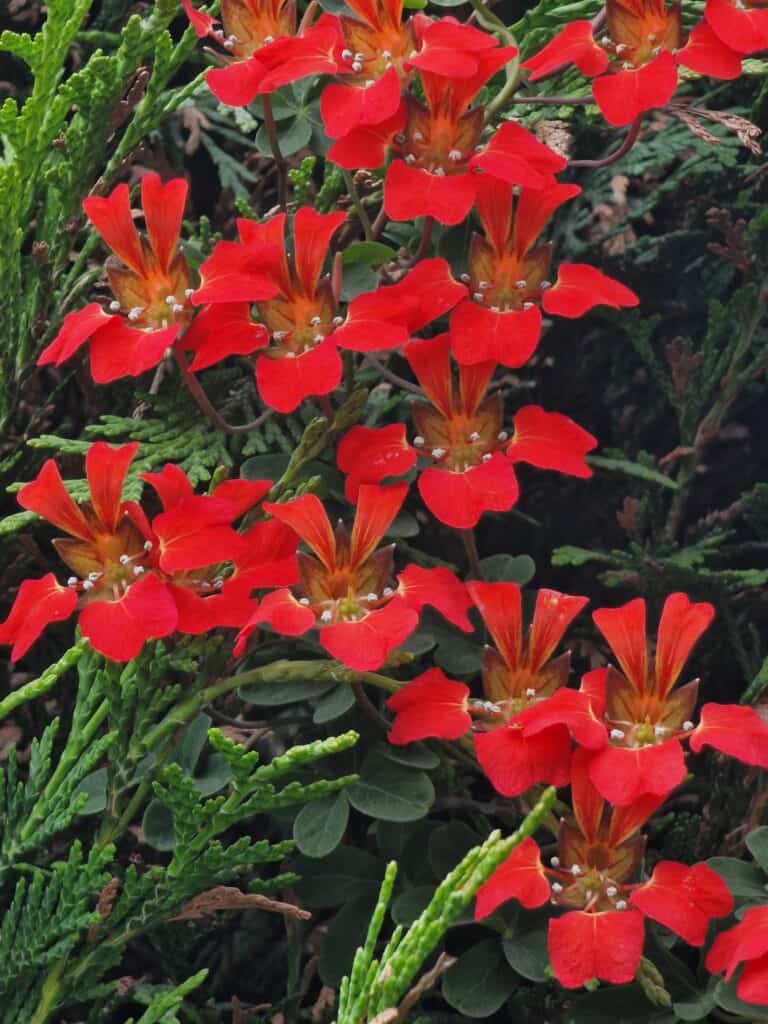 🔥 Nasturtium speciosum — The Climbing Flame of the Garden