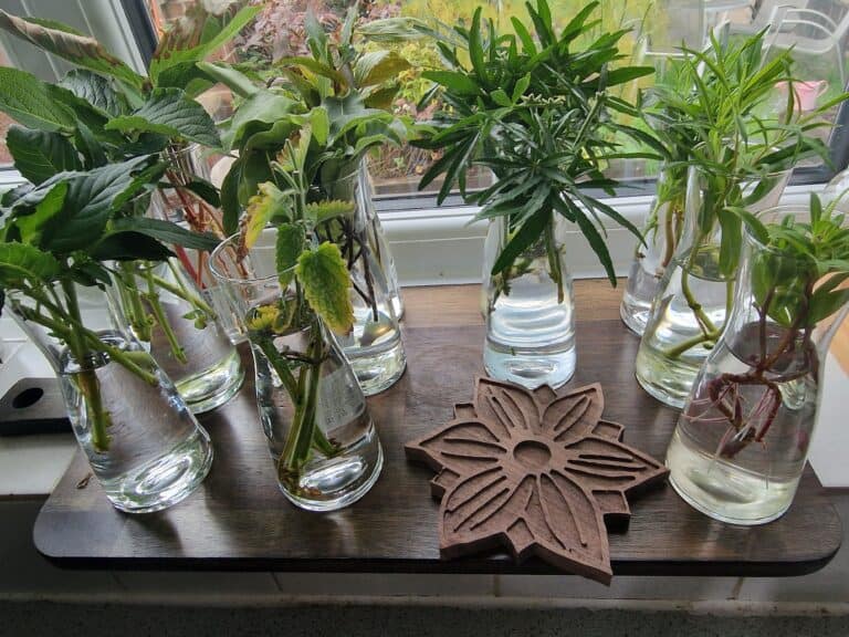 🌿 Growing Cuttings in Water: My Propagation Trial