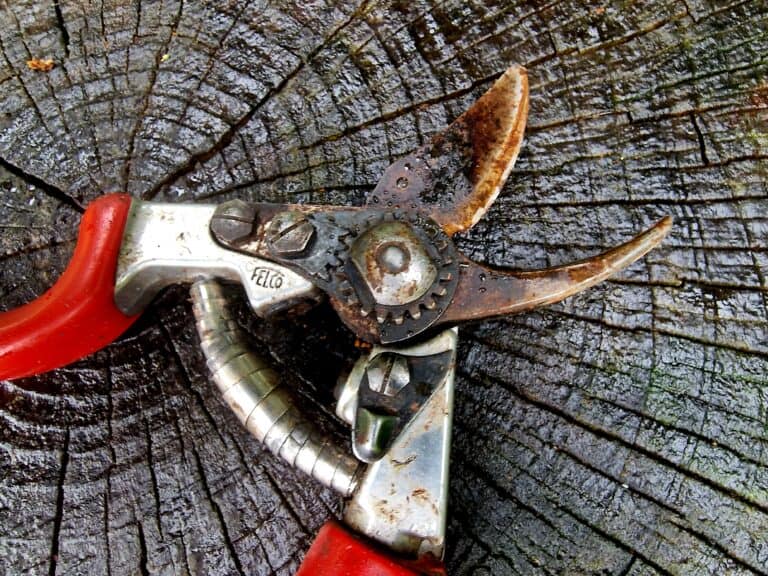 The Secret to Clean Cuts: Sharpening Your Secateurs Properly