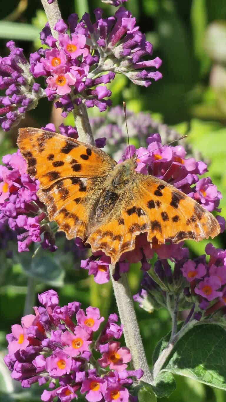 🦋 The Decline of Butterflies in UK Gardens – And How We Can Help