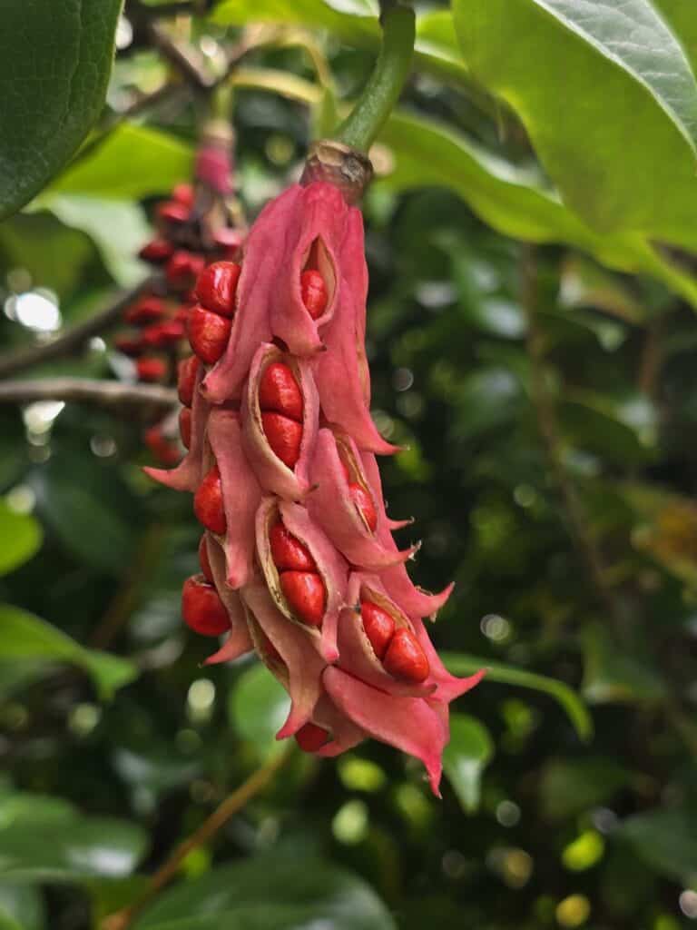 🌸 Magnolia wilsonii — The Enchanting Magnolia You Might Not Know