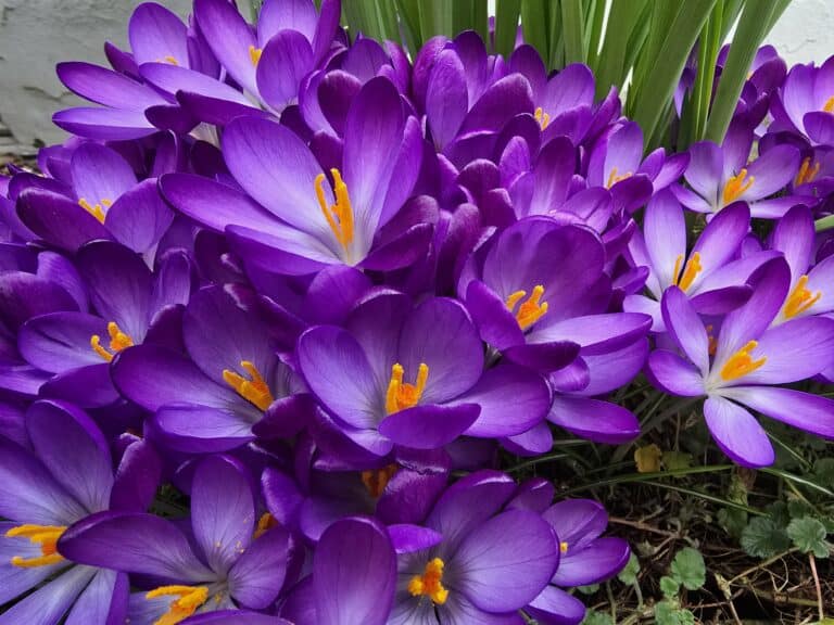 Crocus Magic: Welcoming Spring with a Burst of Colour