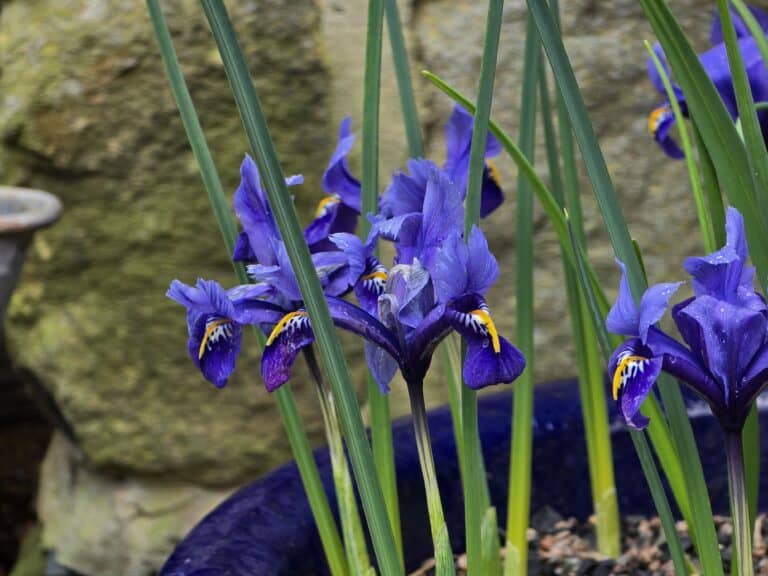 Little Irises, Big Impact: The Delicate Beauty of Iris reticulata in Early Spring