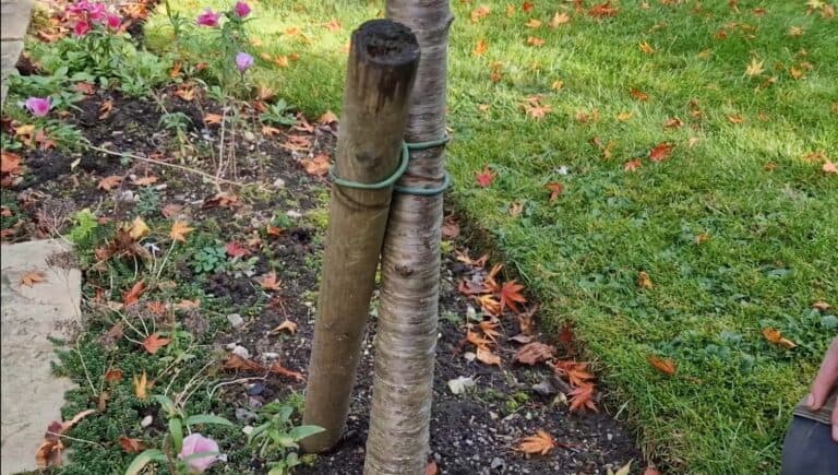 Tree Tie Check: A Yearly Must-Do