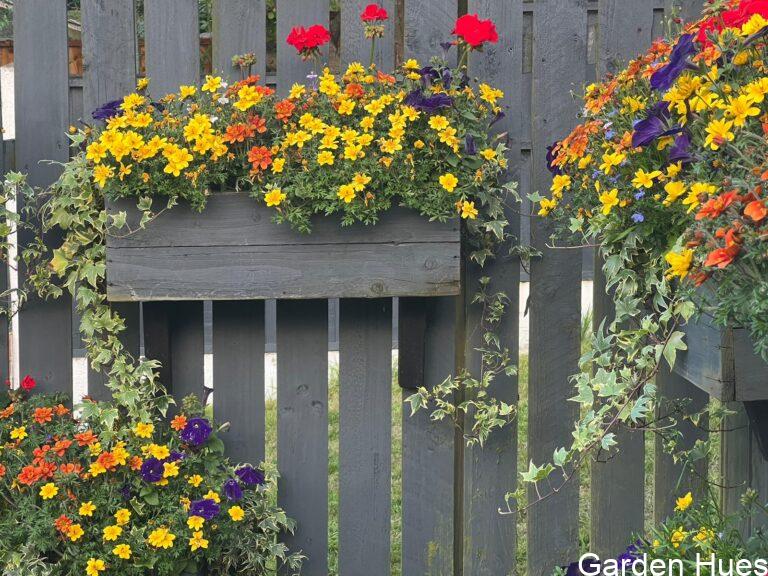 🌿 Gardening Upwards: Creating Beauty on a Bare Fence