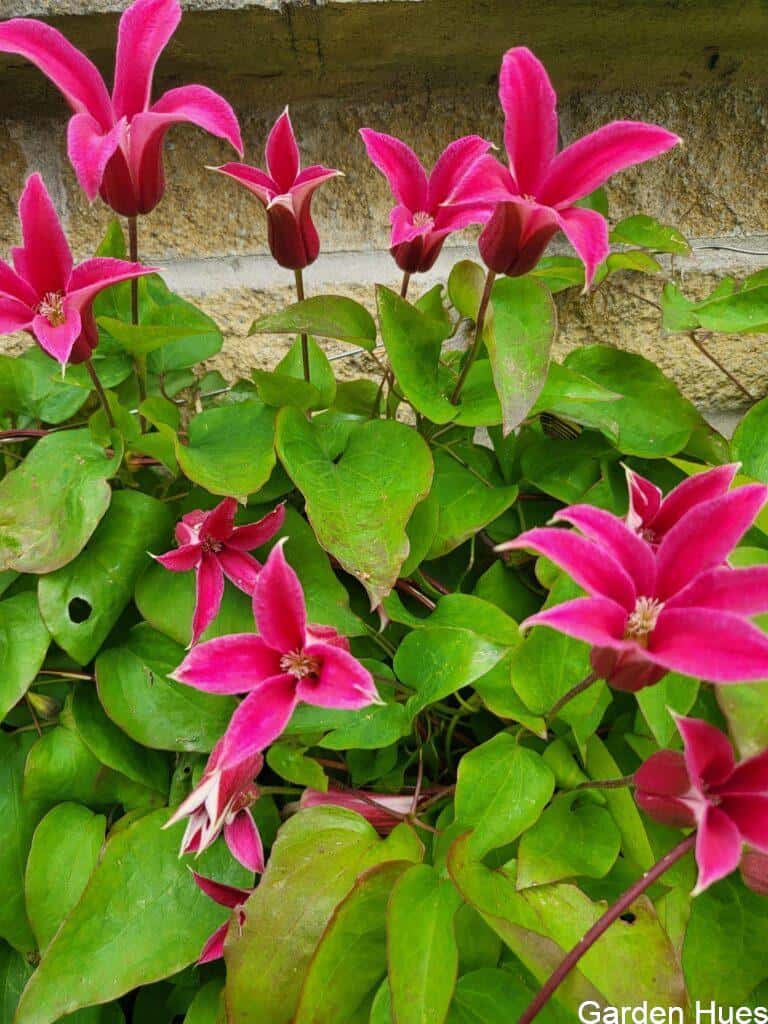 Clematis ‘Princess Diana’: Graceful Blooms with a Regal Twist