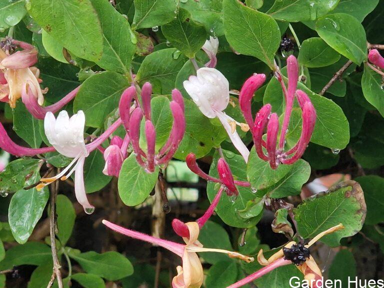 Honeysuckle: Sweet Scents and Wildlife Wonders in Your Garden