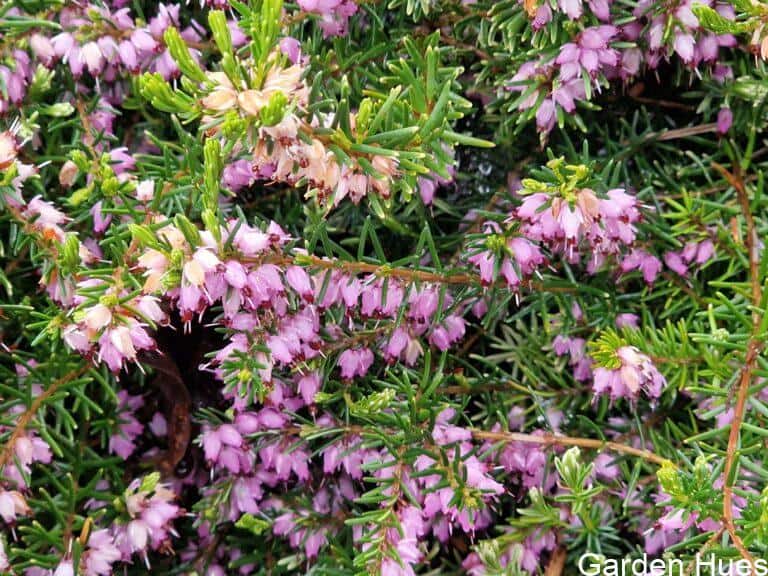 Heather: Hardy Colour and Year-Round Appeal for Every Garden