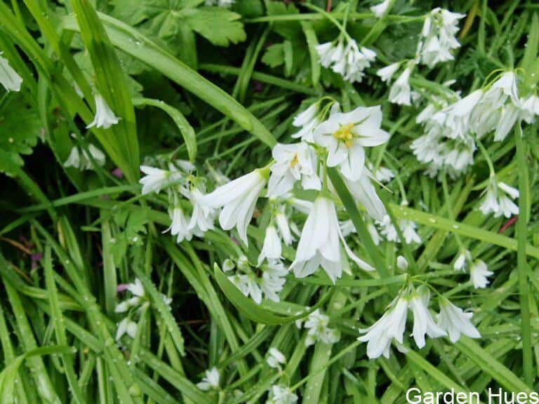 Wild Garlic: A Woodland Favourite That Feeds Both People and Pollinators