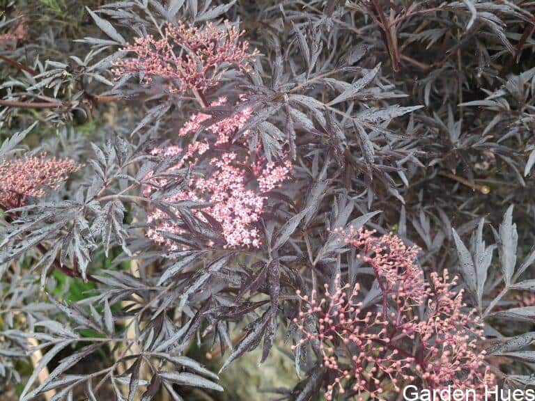 Sambucus ‘Black Lace’: Bold Foliage, Soft Flowers and Year-Round Impact