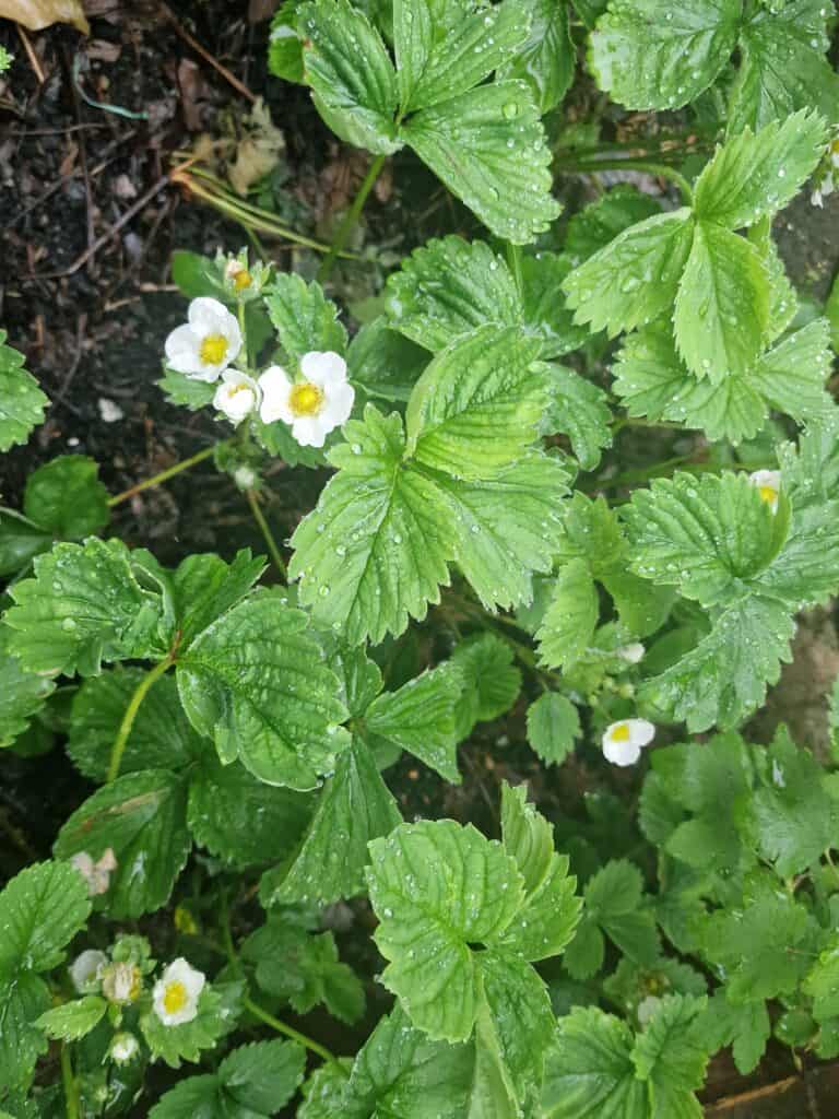 Strawberries: Sweet, Easy, and Perfect for Pots or Patches