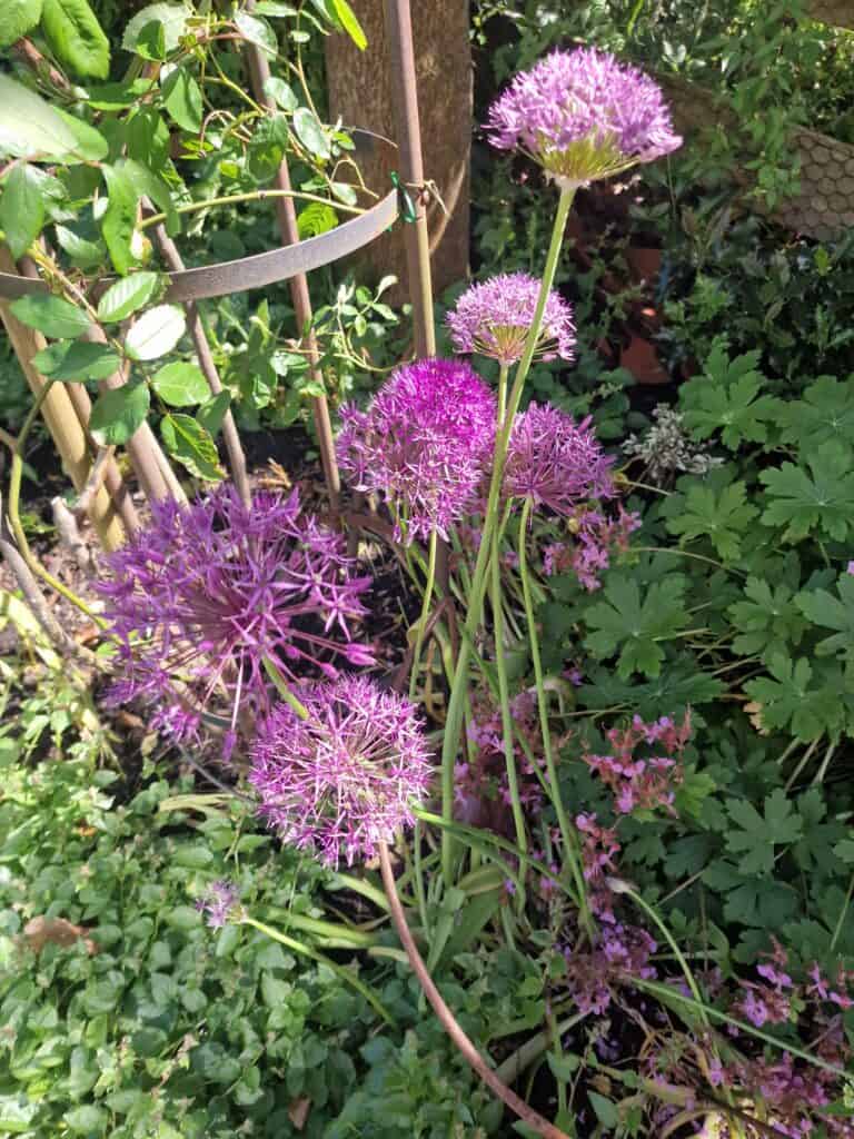Alliums: Sculptural Blooms That Feed the Bees and Elevate Your Borders