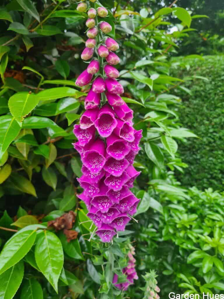 Foxgloves: Towering Beauty and a Magnet for Pollinators