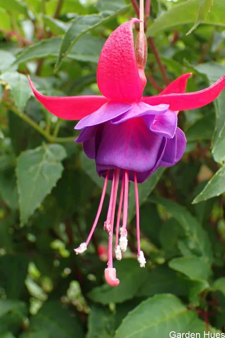 Fuchsias: Elegant Blooms That Bring Colour and Wildlife to Your Garden