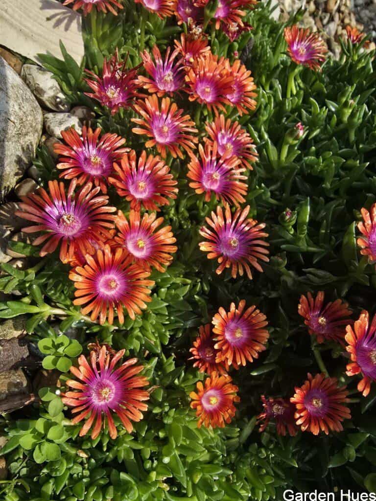 🌸 Delosperma: The Underrated Showstopper
