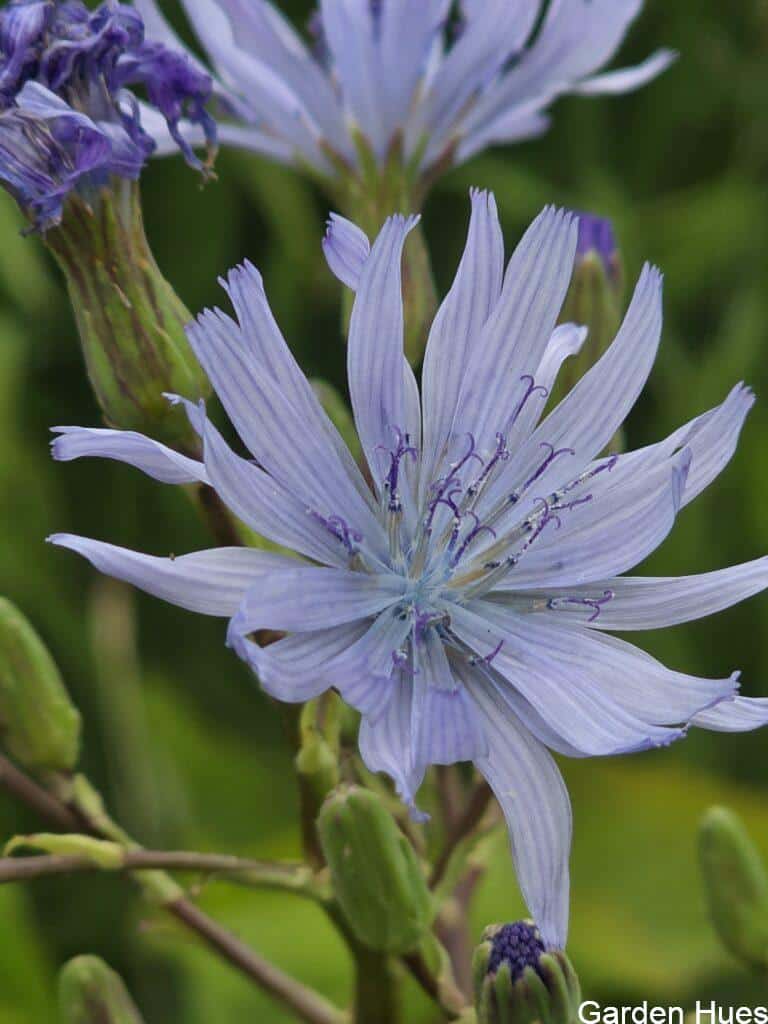 🌼 Chicory: The Wild Beauty of the Plot