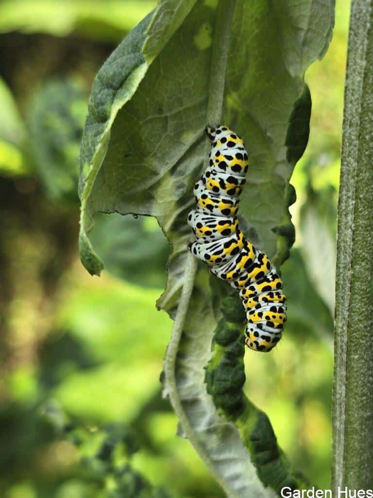 🐛 Mullein Moth Caterpillar Spotted on the Buddleia