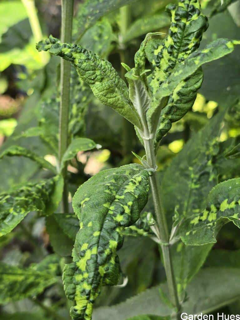 🍃 Strange Markings on Buddleia? It Might Not Be a Virus After All