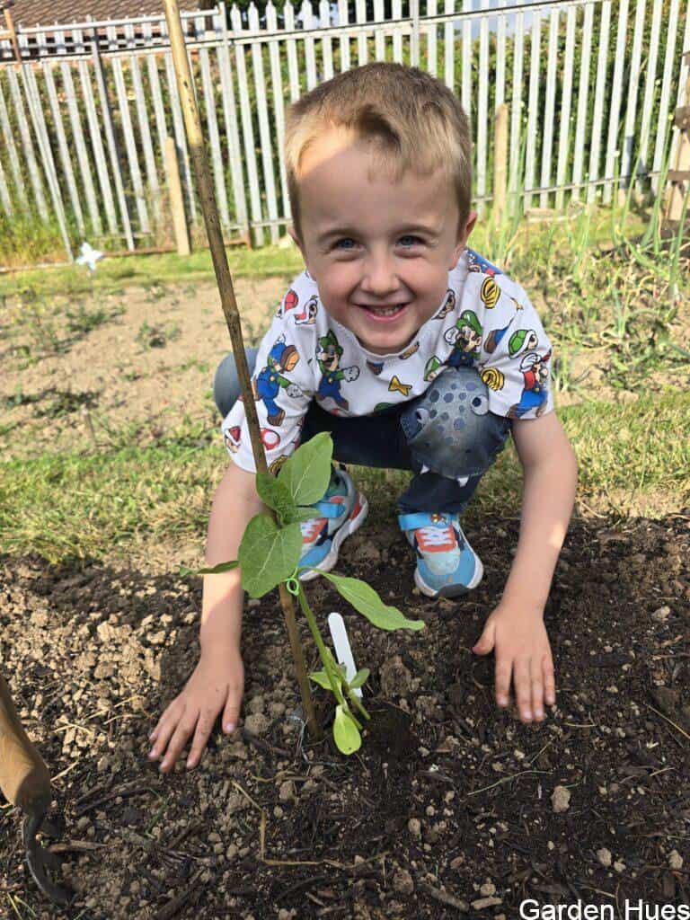 🌻 Giant Sunflowers & Little Helping Hands