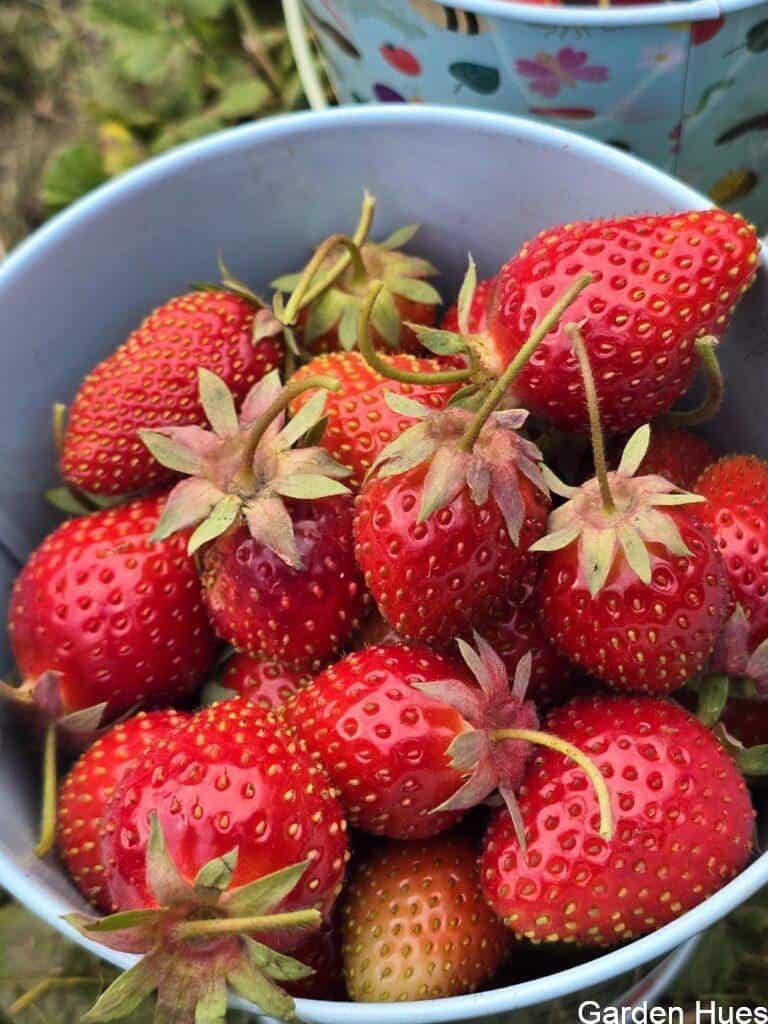 🍓 Sweet Moments: Strawberry Picking on the Allotment