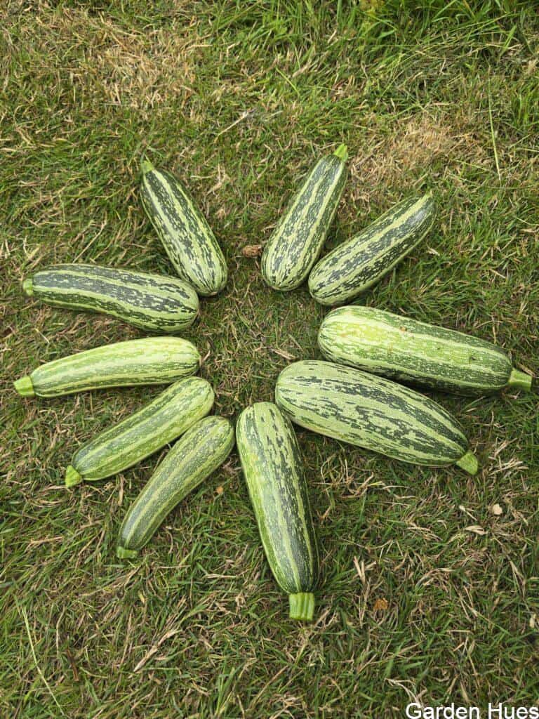 🌿 Courgette Craze & Tiny Pumpkins: A Fruitful Week on the Plot