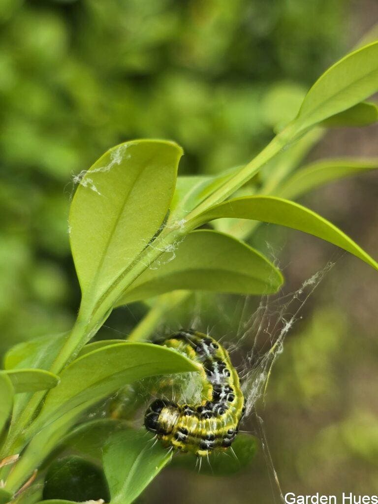 Buxus Tree Moth: A Beautiful Garden’s Worst Enemy