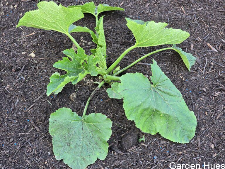 Allotment Update: Planting Courgettes and Pumpkins