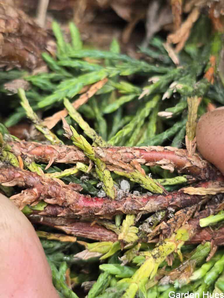 Conifer Aphids: The Hidden Pest That Thrives in Dry Weather
