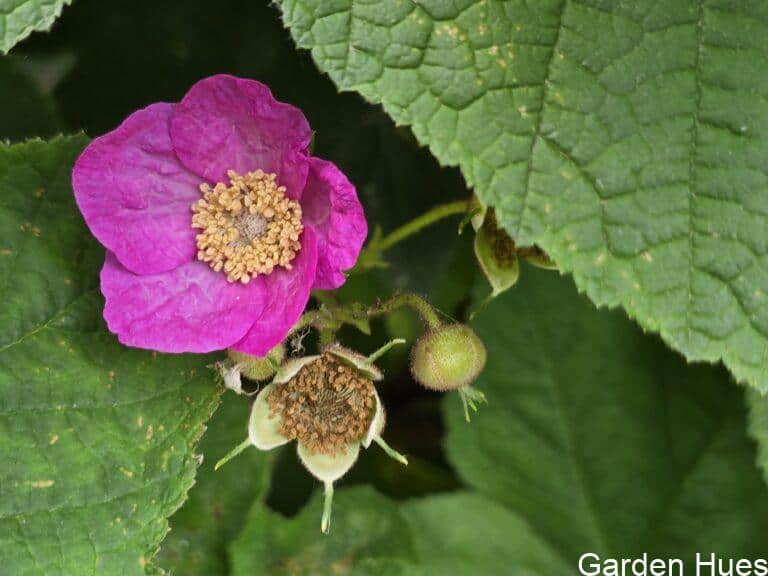Rubus odoratus: Beautiful, Wildlife-Friendly — and a Bit of a Wanderer!