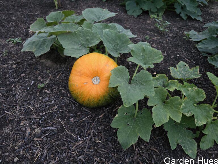 Pumpkin Patch Update – An Early Reward for a Bold May Planting