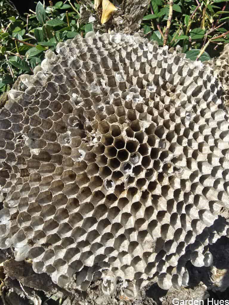 The Beauty of Wasp Nests: Nature’s Architecture in Action