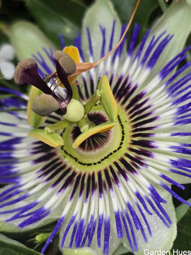 The Beauty of the Passion Flower