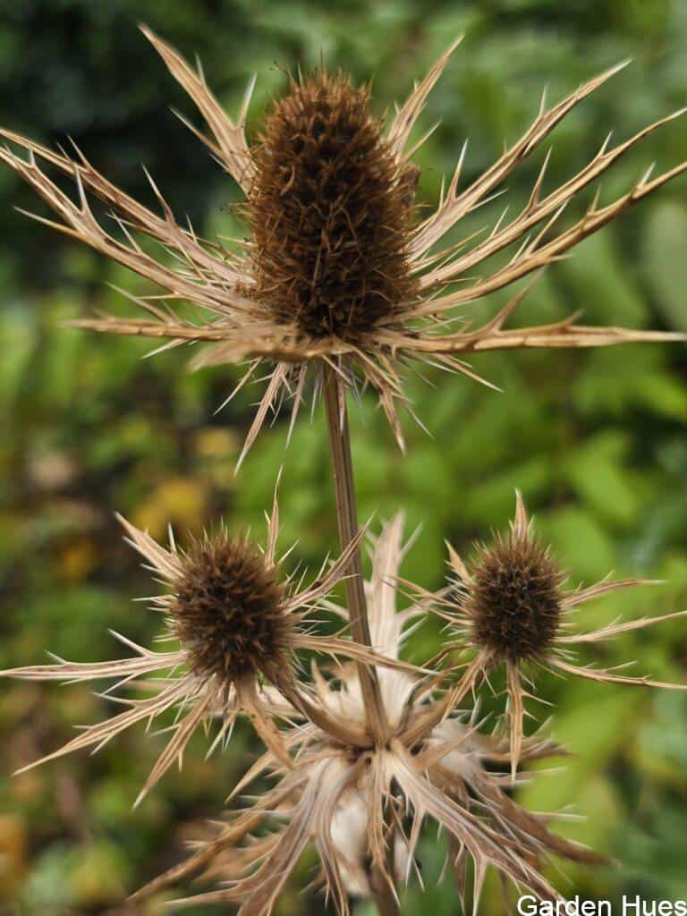 🌿 Sea Holly (Eryngium): Autumn Structure & Winter Magic