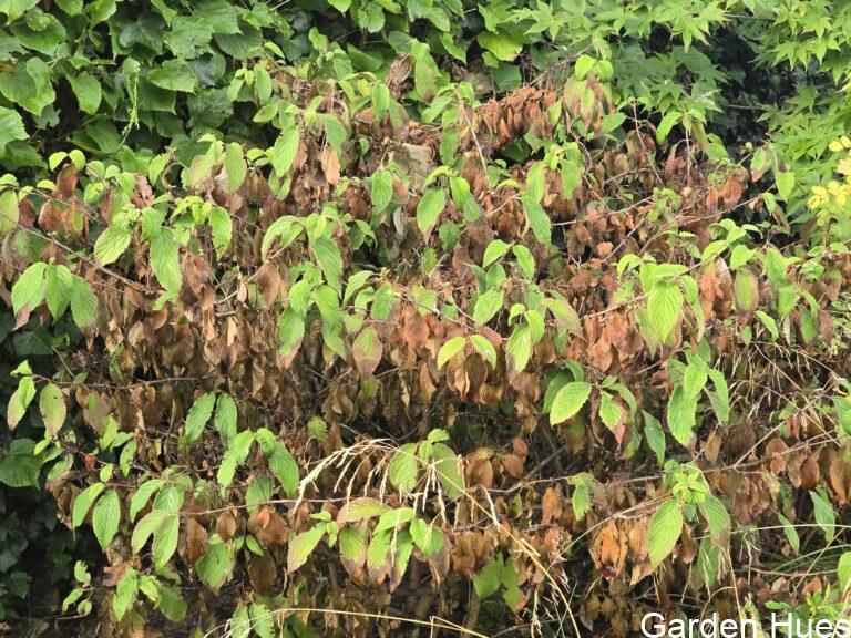 🌿 Shrubs in a Changing Climate