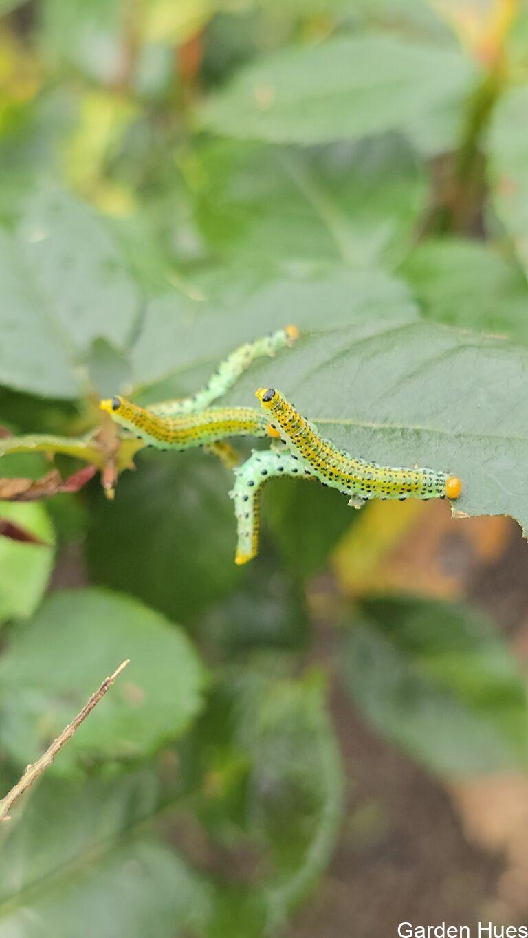 Rose Sawfly: What Gardeners Need to Know