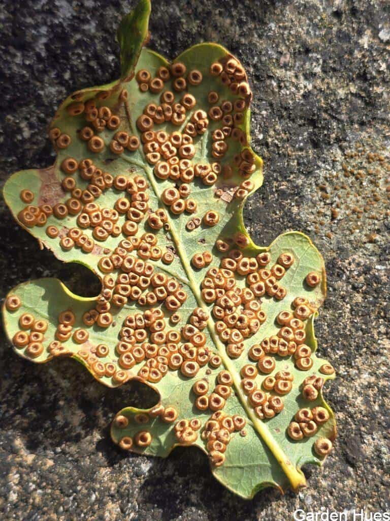 The Fascinating Silk Button Gall on Oak Leaves