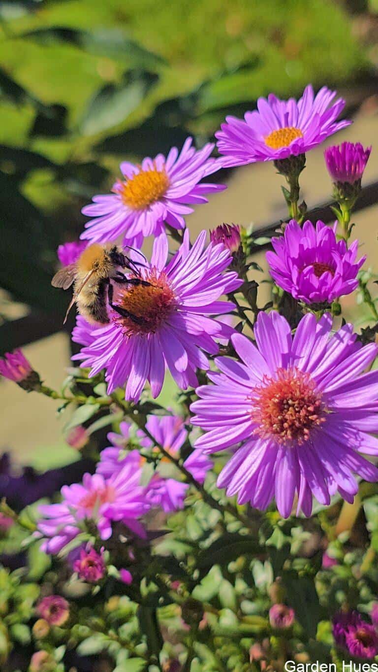 Asters: Late-Summer Stars of the Garden