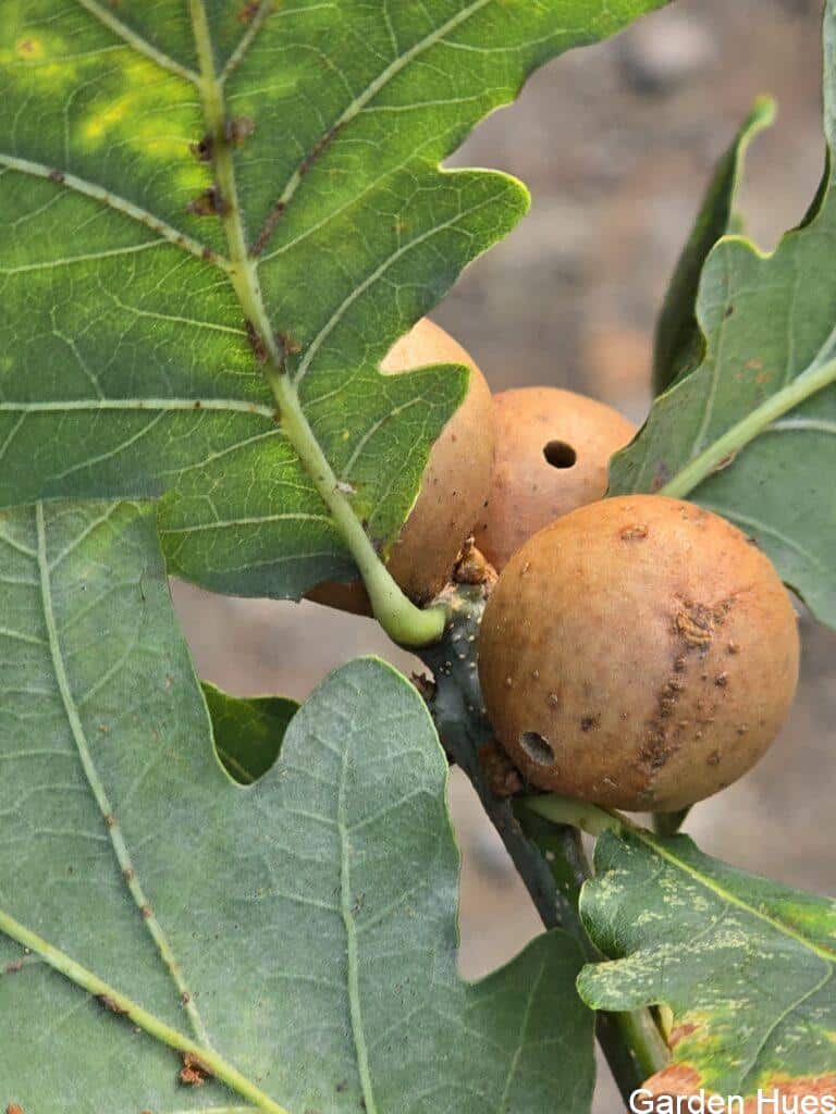 Oak Marble Galls: Nature’s Perfect Spheres