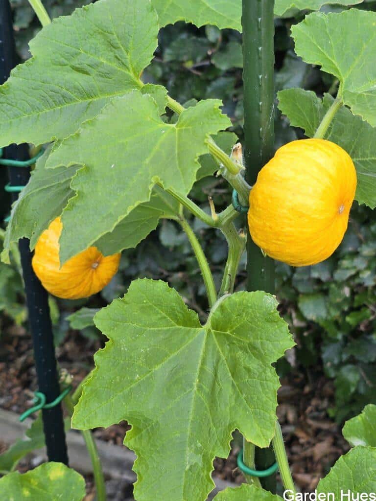 Growing Miniature Pumpkins in Your Garden