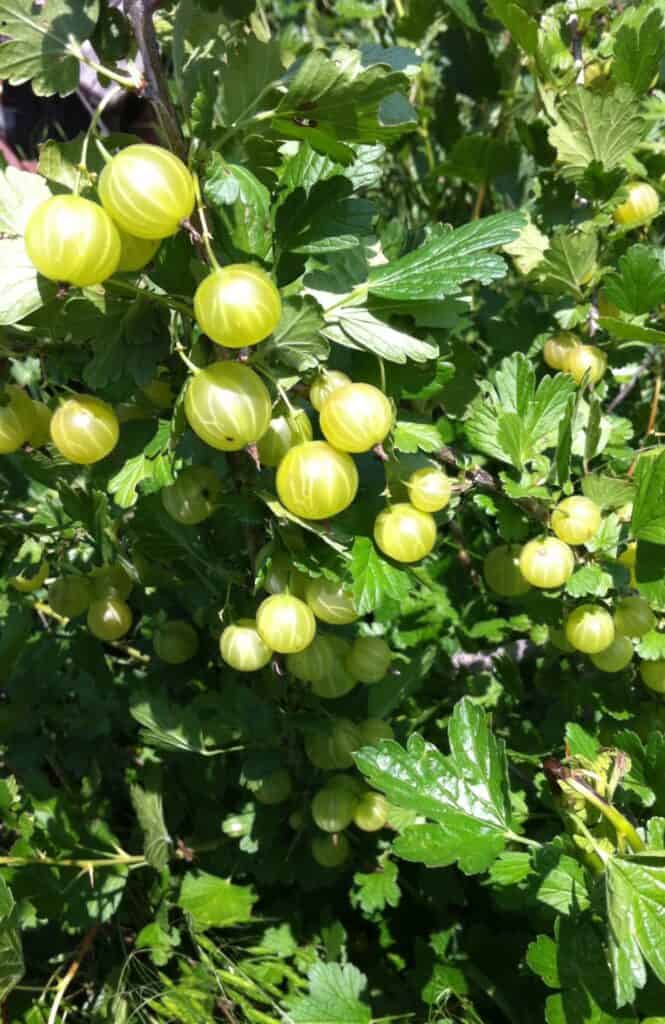Gooseberry – Garden Hues