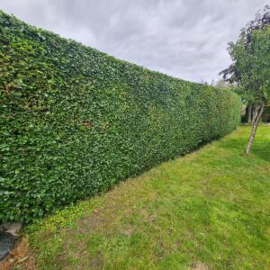 IMG-20260701-WA0000